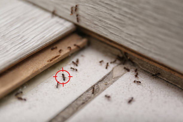 Best Wasp Removal Services  in Canyonville, OR